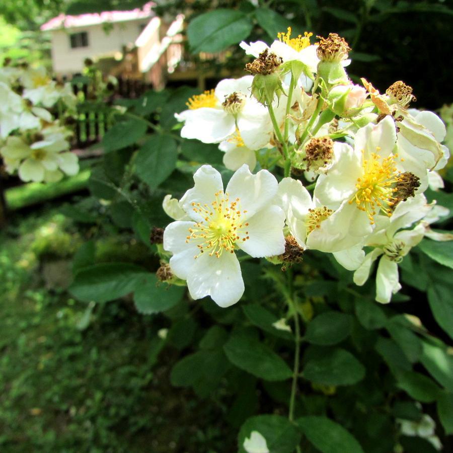 Red Leaf River Inn Waynesville Bagian luar foto