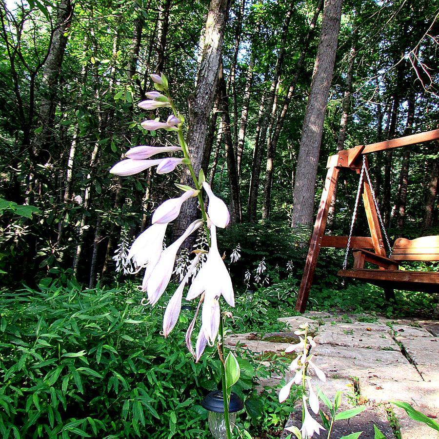 Red Leaf River Inn Waynesville Bagian luar foto